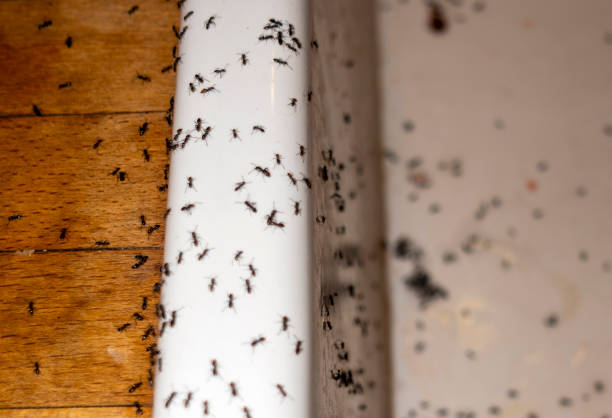 Best Pest Prevention Services  in Hammonton, NJ