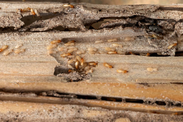 Best Insect Control  in Hammonton, NJ